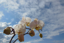 如何远程操作香港云主机的桌面？-鱼云